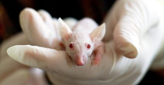 Se prueba con éxito en ratones una vacuna para la inmunoterapia contra el cáncer