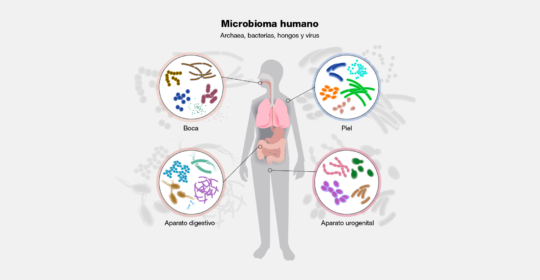 El microbioma humano y su significativo impacto en la salud