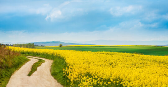 La primavera como aliada de la salud